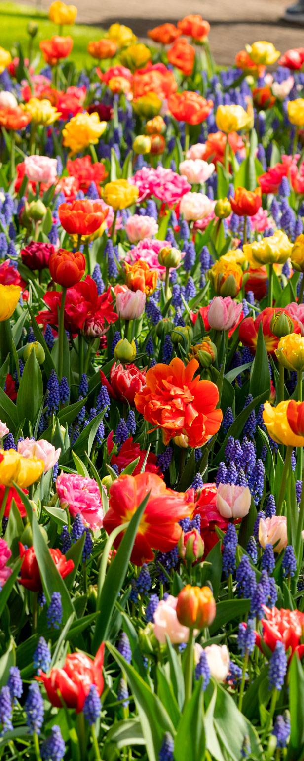 tulipani